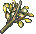 黄月木.png